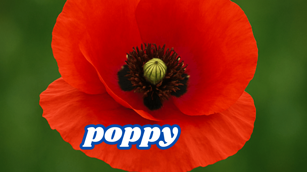 Poppy