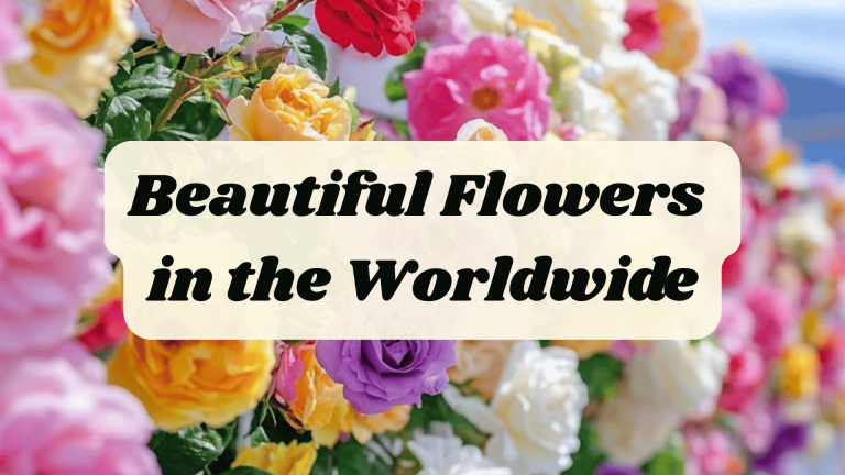 Beautiful Flowers in the Worldwide