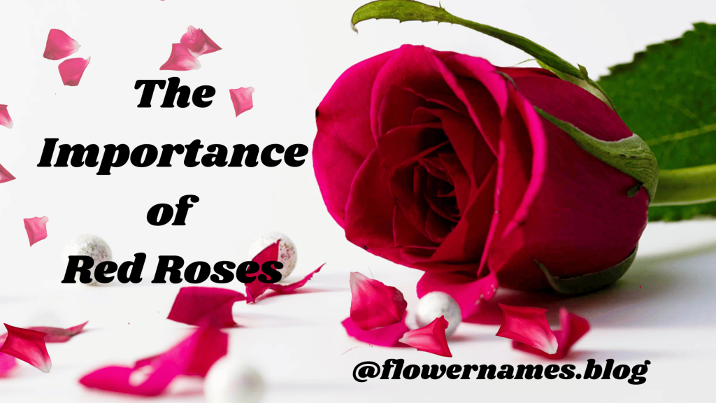 The importance of red roses
