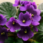 15+ The Ultimate Guide to Indoor Flower Names: Beauty of your Garden 1 African Violet
