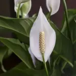 15+ The Ultimate Guide to Indoor Flower Names: Beauty of your Garden 2 Peace Lily