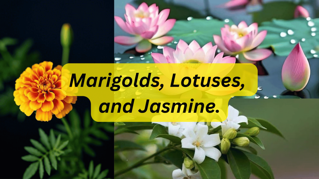 The Cultural Evolution And History of Gifting Flowers 3 Marigolds, Lotuses, and Jasmine.