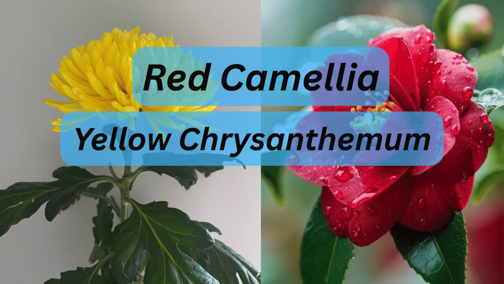 The Cultural Evolution And History of Gifting Flowers 7 Red camellia, Yellow chrysanthemums