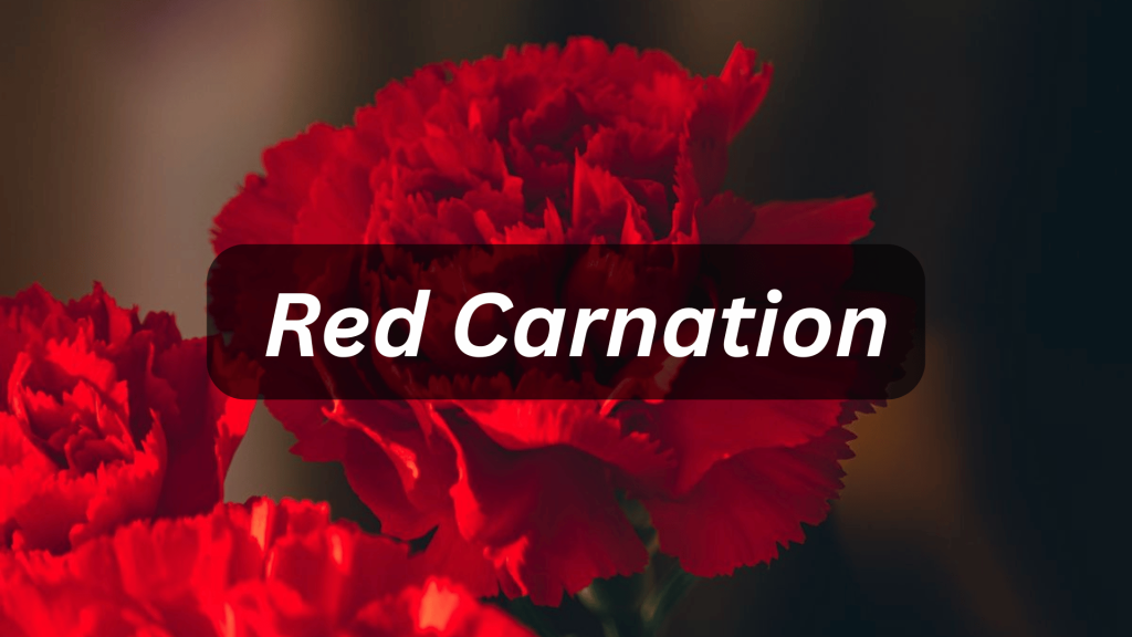 The Cultural Evolution And History of Gifting Flowers 8 Red carnation