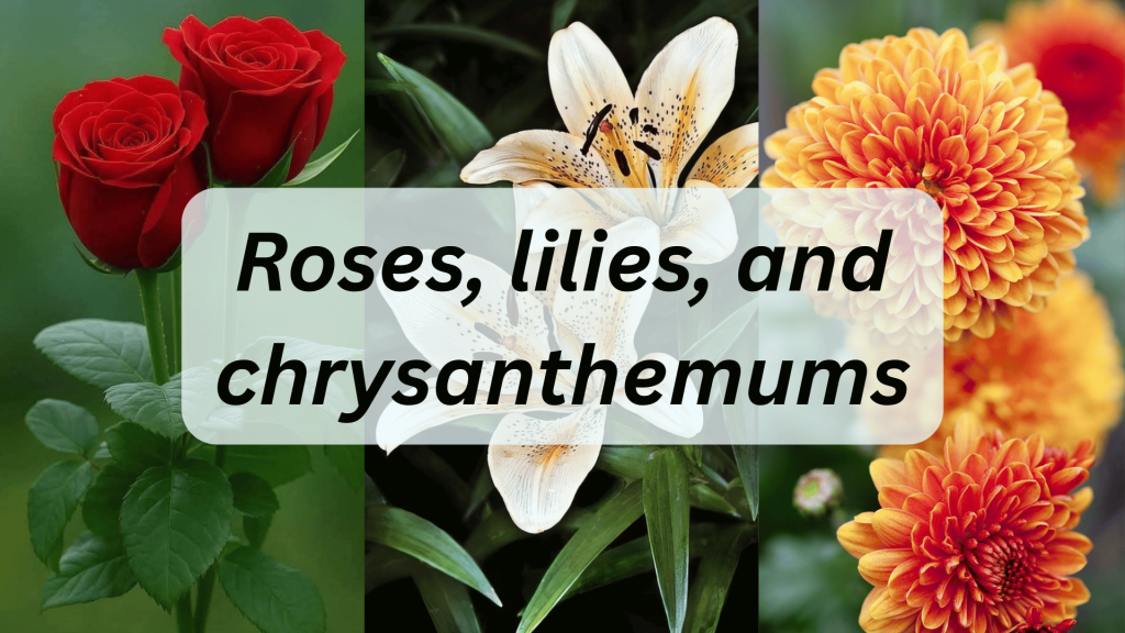 The Cultural Evolution And History of Gifting Flowers 10 Roses, lilies, and chrysanthemums