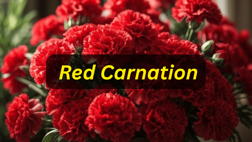 The Cultural Evolution And History of Gifting Flowers 13 Red Carnation