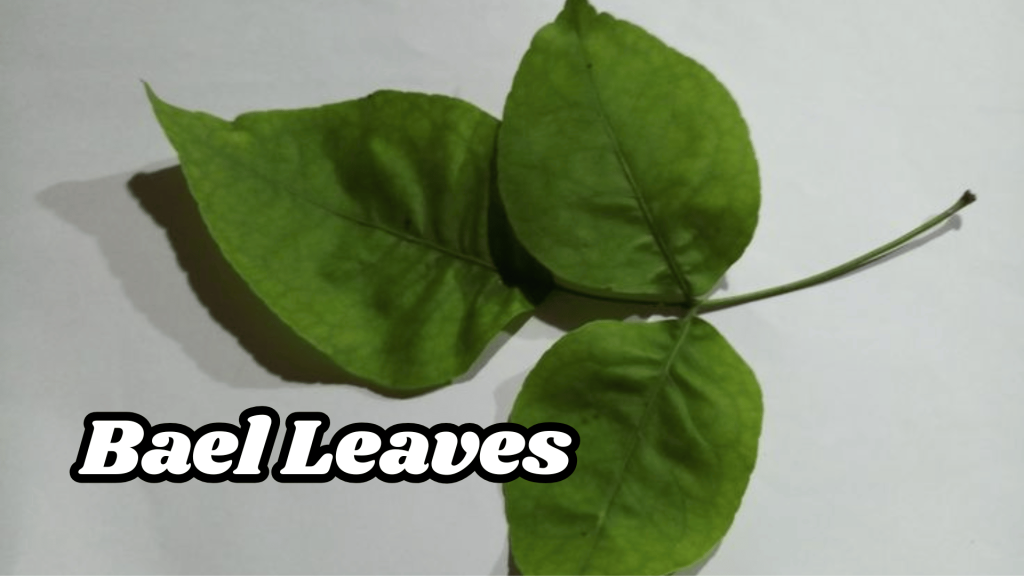 Best Indian Rituals Flowers Name: Guide You To Indian Culture And Tradition 8 Bael Leaves