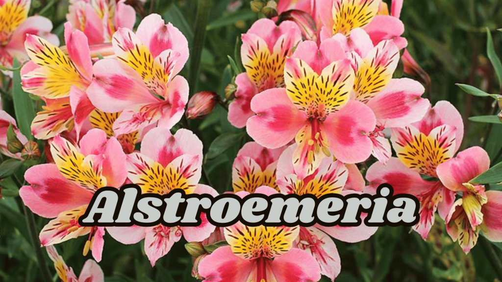 Alstroemeria