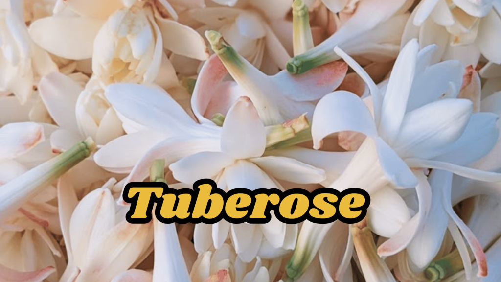 10+ Beautiful Fragrant Flowers Name: With an Enchanting Scents your Garden 7 Tuberose