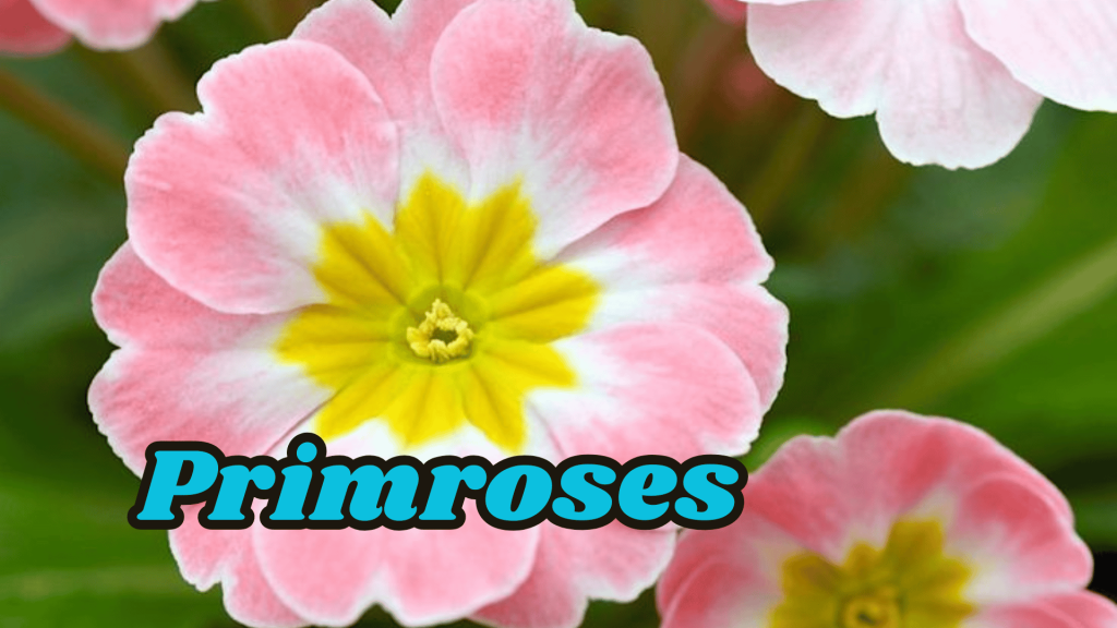 Primroses