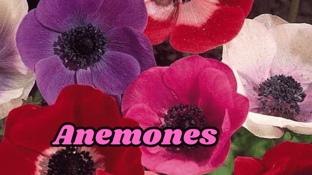 Anemones