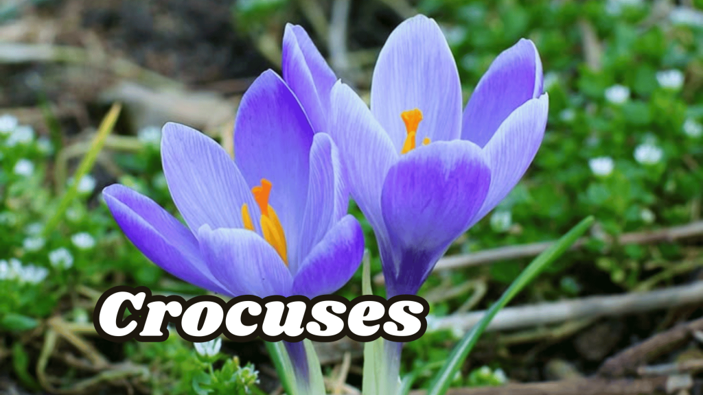 Crocuses
