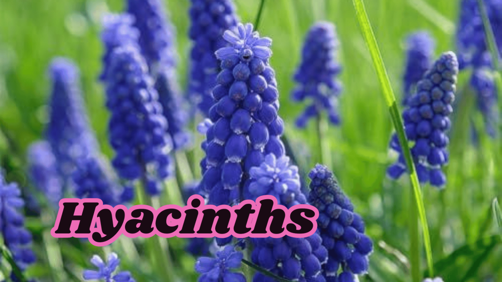 Hyacinths