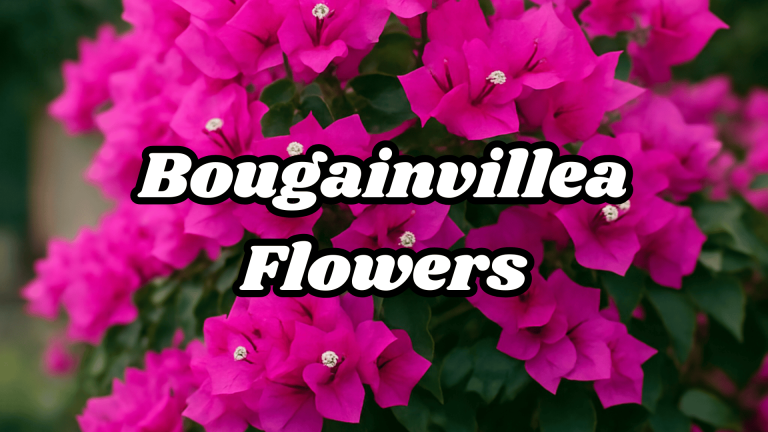 Bougainvillea Flowers