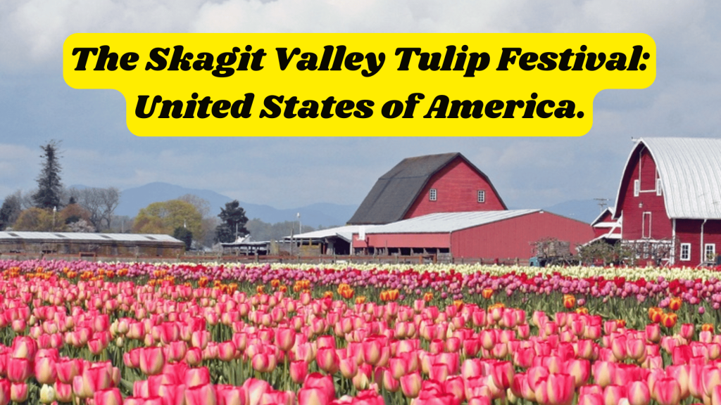 The Skagit Valley Tulip Festival: United States of America.