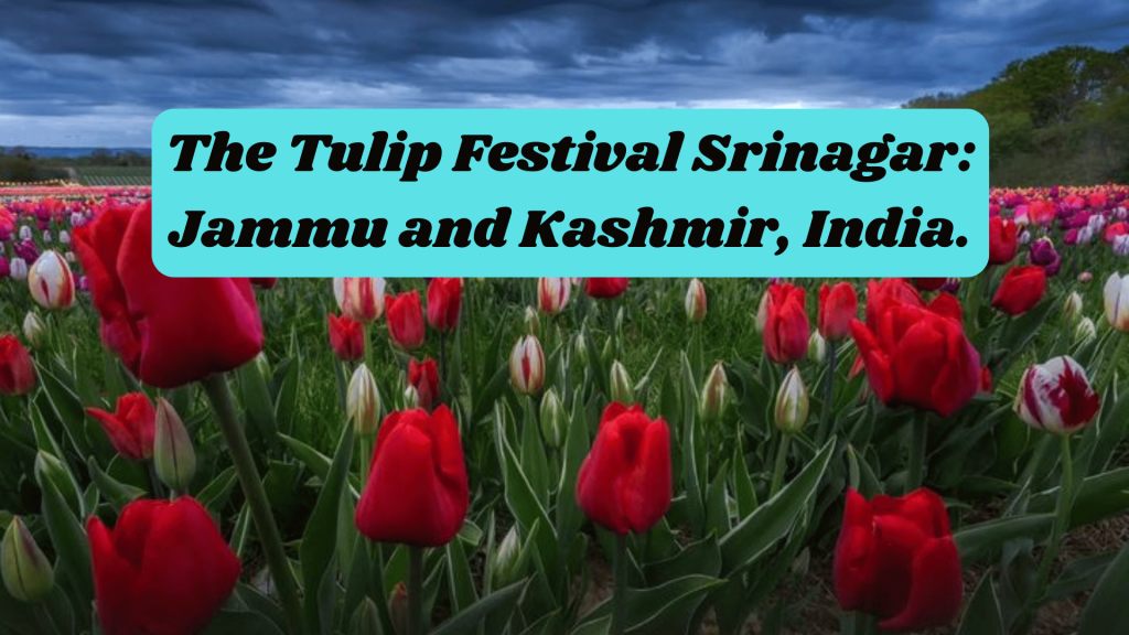 The Tulip Festival Srinagar: Jammu and Kashmir, India.