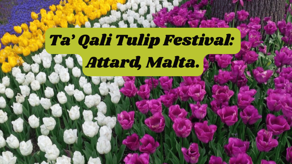 Ta’ Qali Tulip Festival: Attard, Malta.