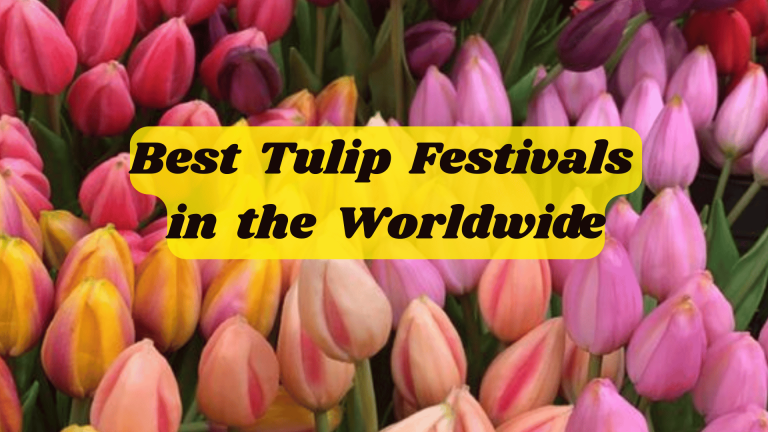Tulip Festivals in the Worldwide