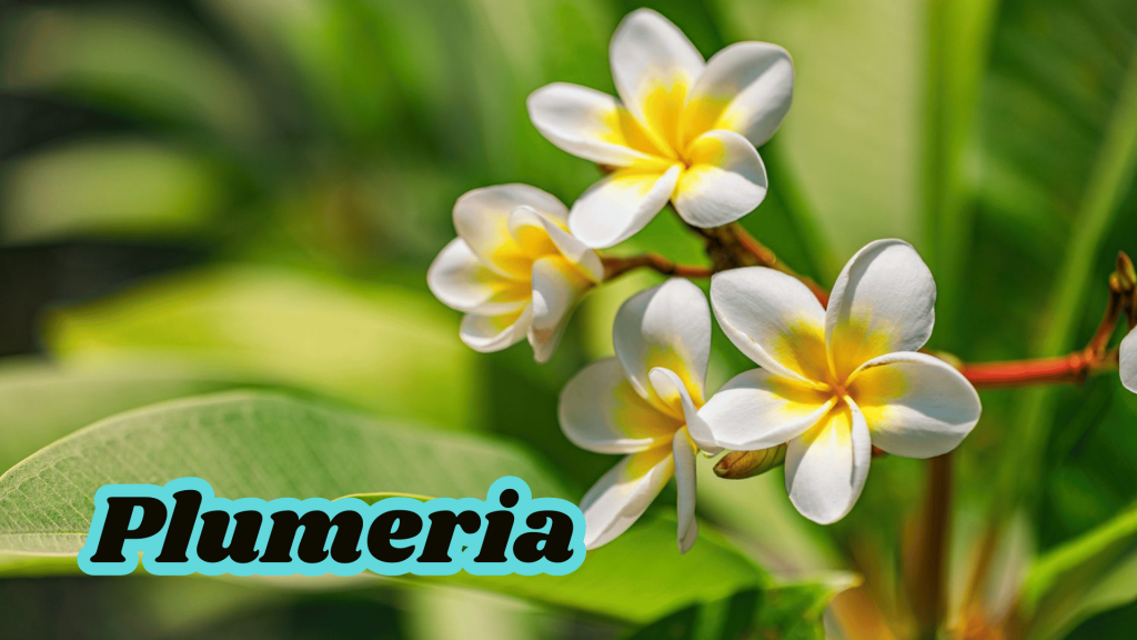 10+ Beautiful Fragrant Flowers Name: With an Enchanting Scents your Garden 13 Plumeria