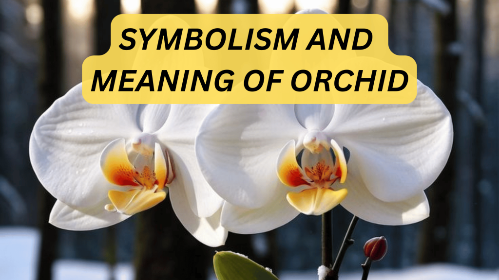 Symbolism And Meaning of Orchid