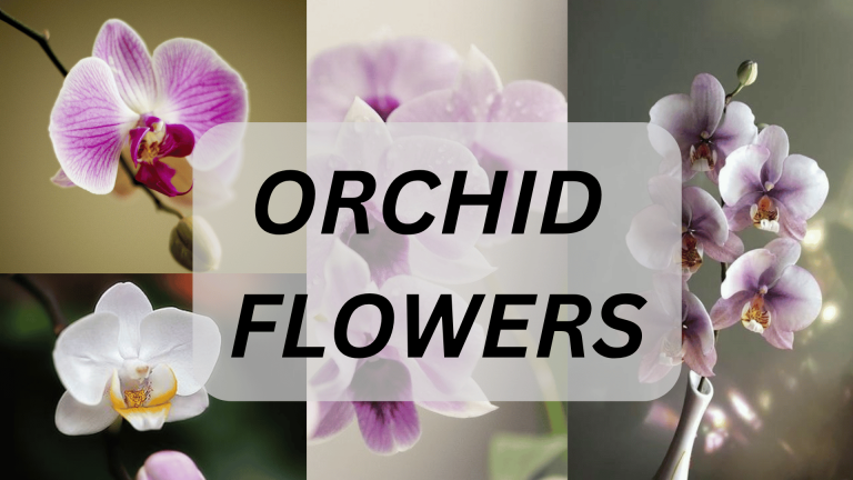 Orchid Flowers