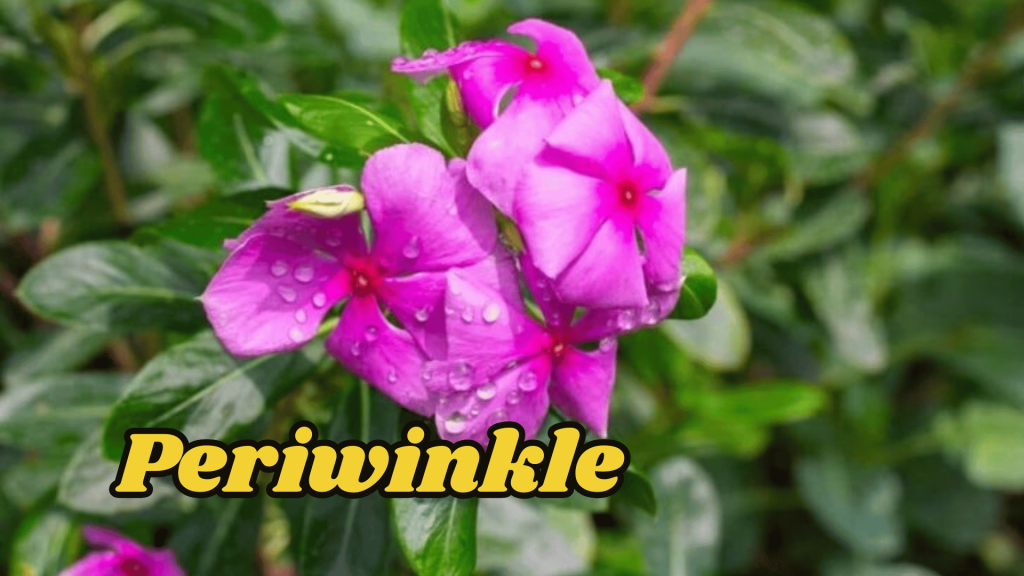 Flowers of Ukraine: Their Meanings and Cultural Significance 5 Periwinkle