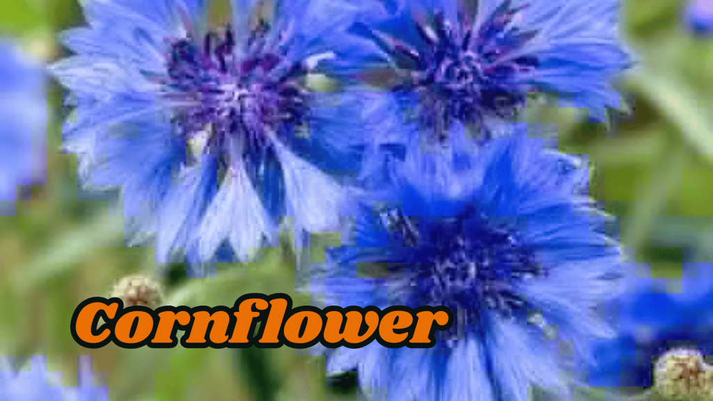 Flowers of Ukraine: Their Meanings and Cultural Significance 7 Cornflower