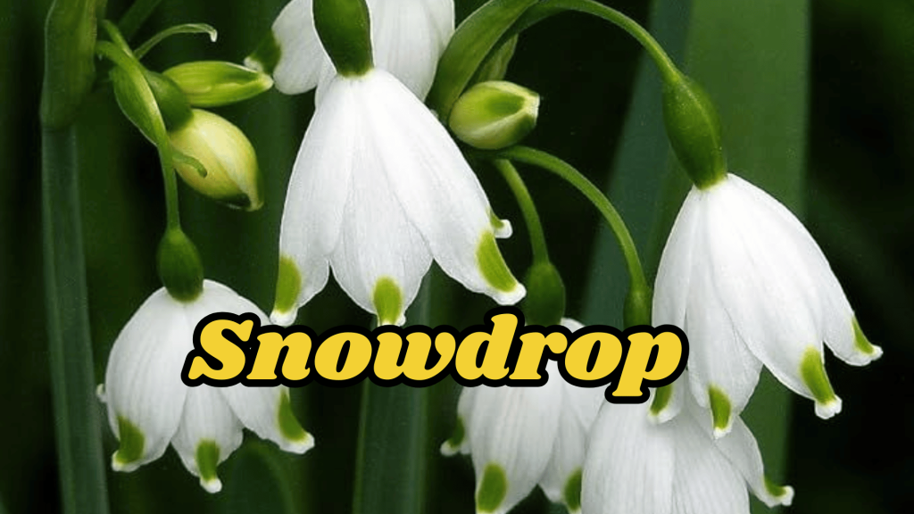 Flowers of Ukraine: Their Meanings and Cultural Significance 10 Snowdrop