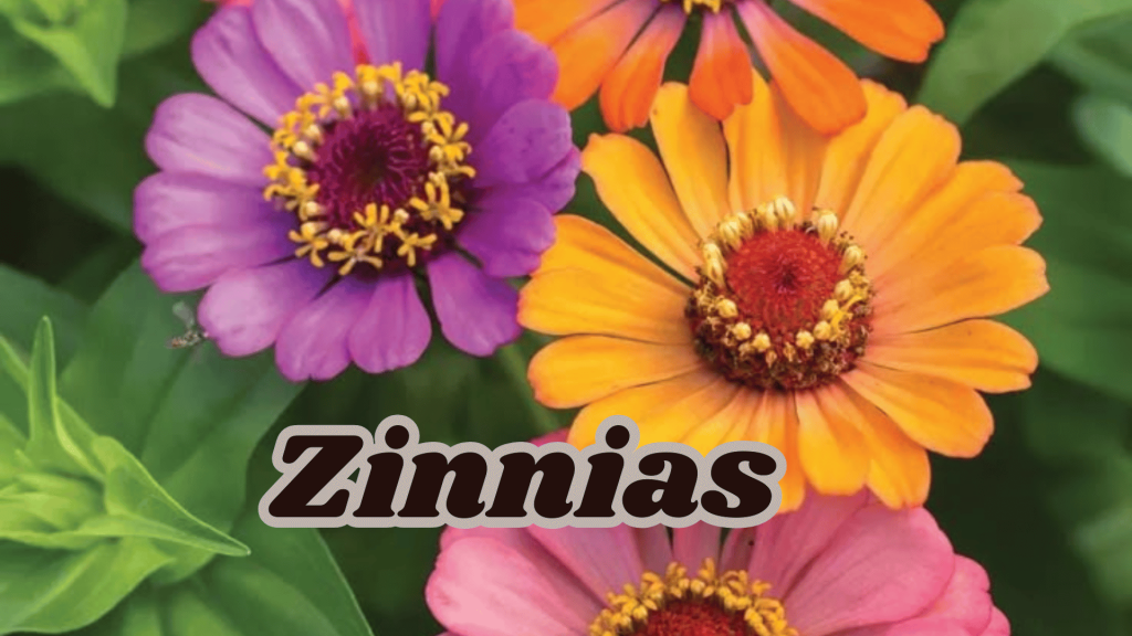 Zinnias