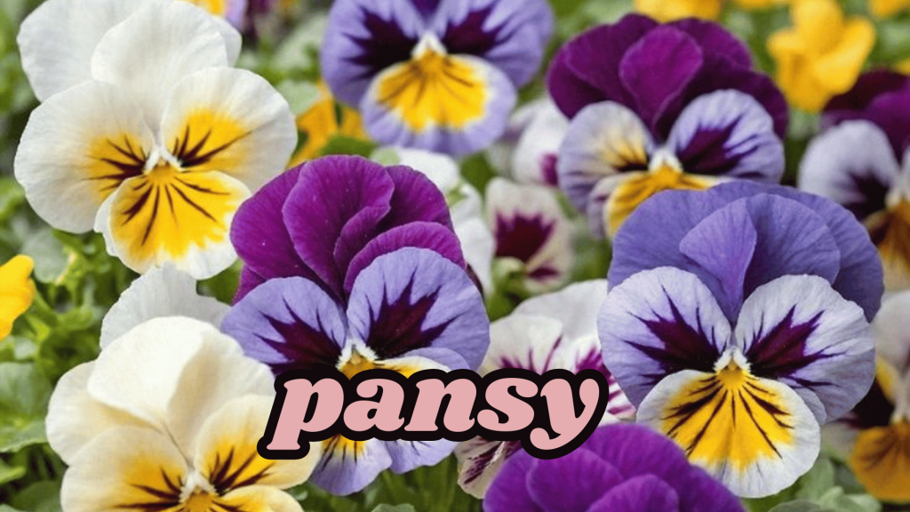 Pansy
