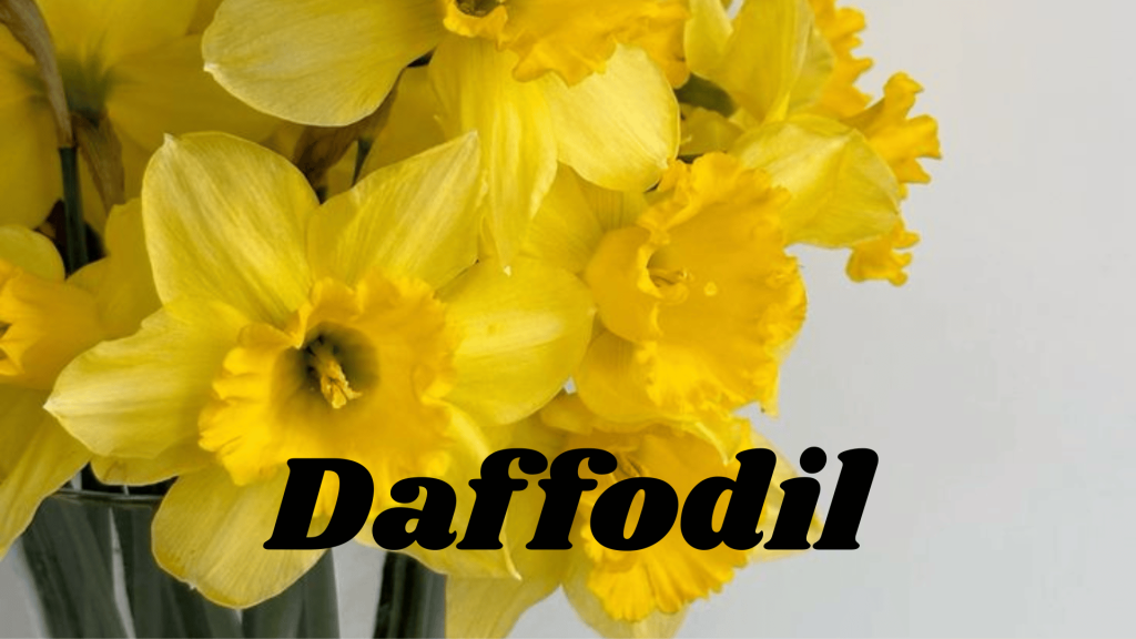 Daffodil