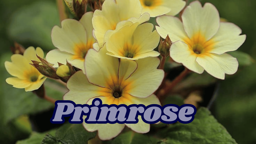 Primrose