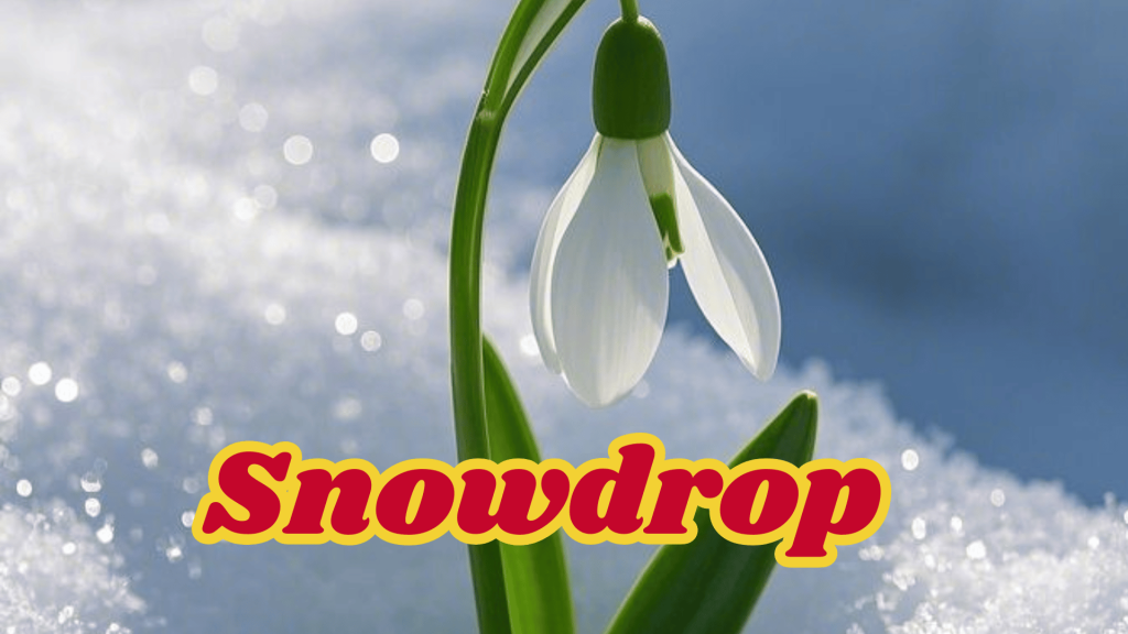 Snowdrop