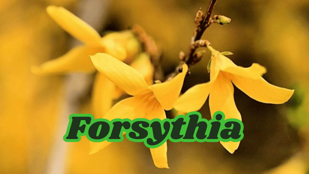 Forsythia