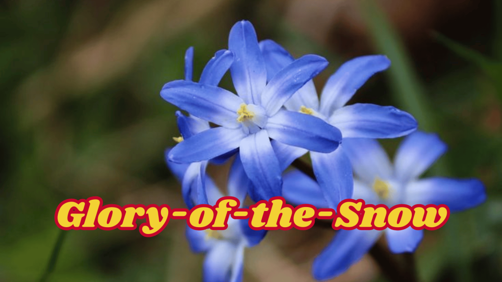 Glory-of-the-Snow