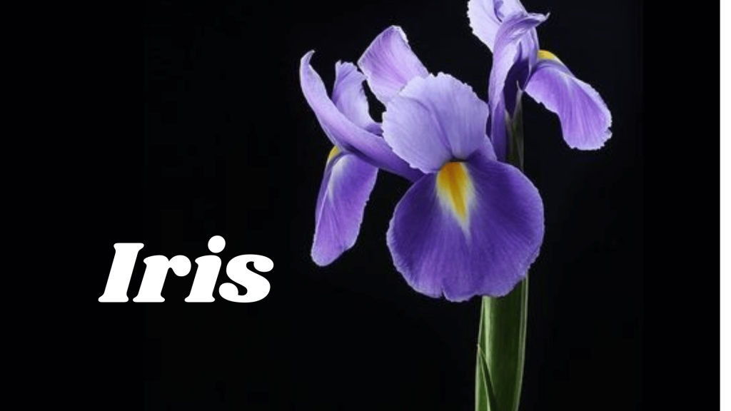 Iris