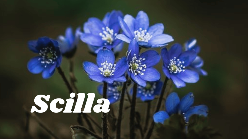Scilla