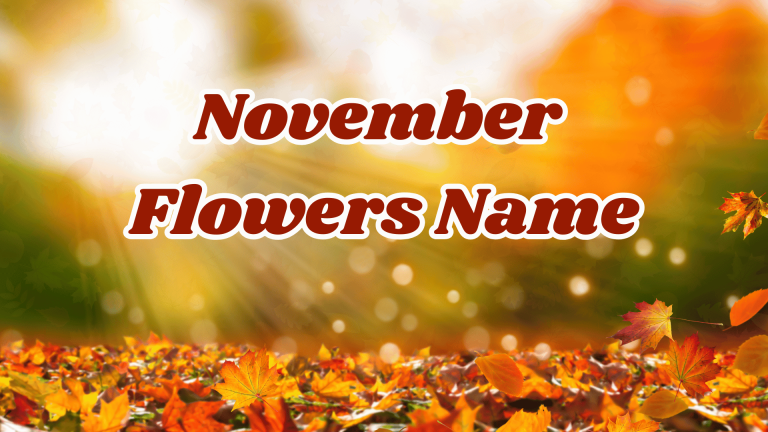 November Flowers Name