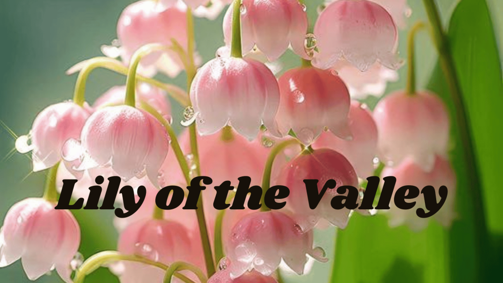 Lily of the Valley