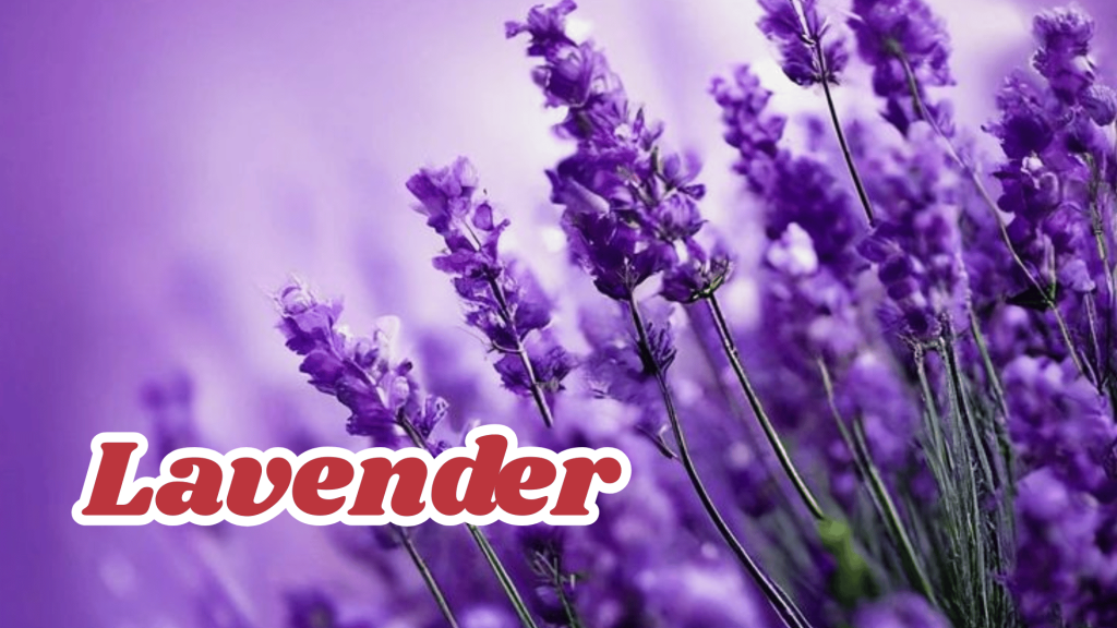 Lavender