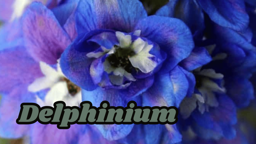Delphinium