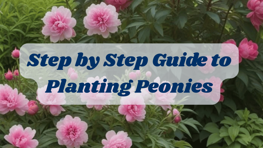 Peony Flowers: How to Plant, Grow and Care for Peony 2 Step by Step Guide to Planting Peonies
