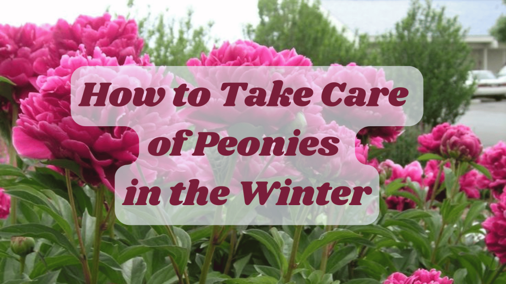 Peony Flowers: How to Plant, Grow and Care for Peony 3 How to Take Care of Peonies in the Winter
