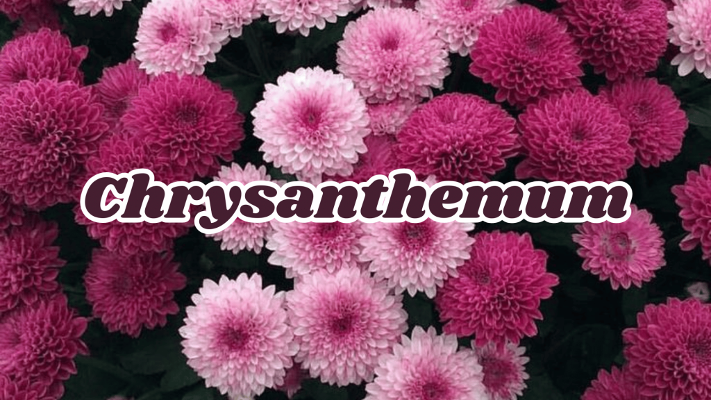 Chrysanthemum