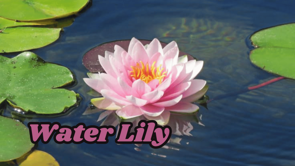 Water Lily