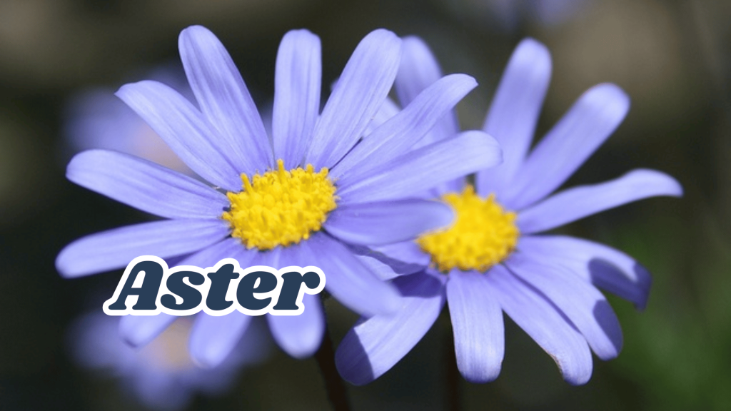 Aster