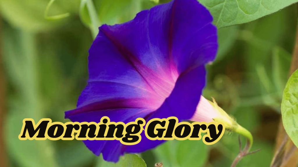 Morning Glory