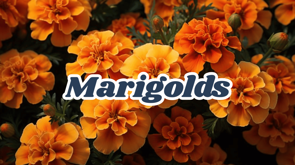 Marigolds