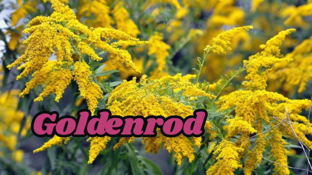 Goldenrod