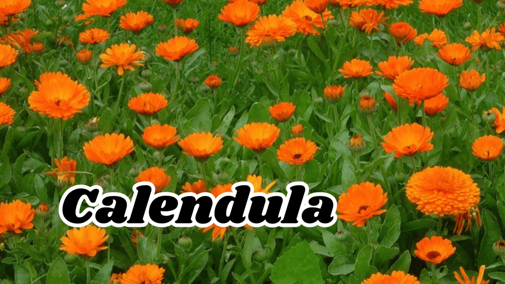 Calendula